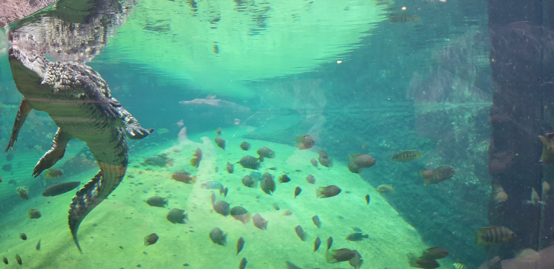Nile Crocodile, Afrykarium