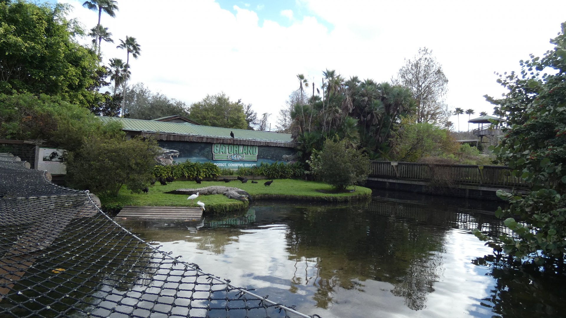 Nile Crocodile + American Alligator Enclosure - Jan. 2022