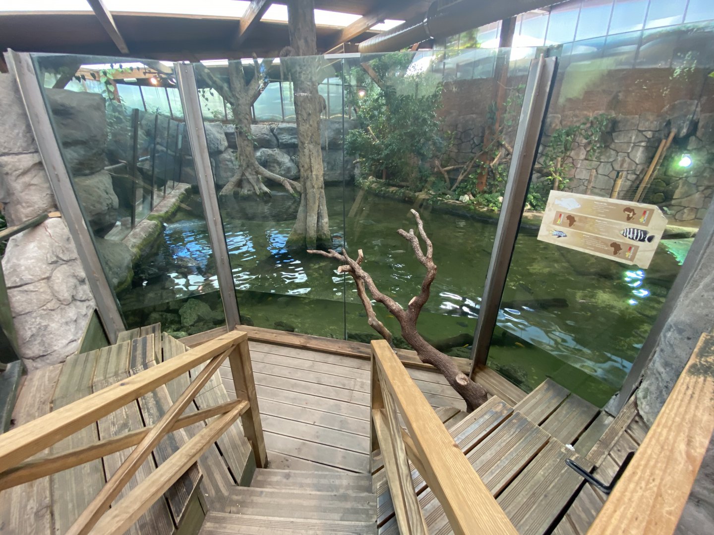 Nile crocodile and cichlid enclosure