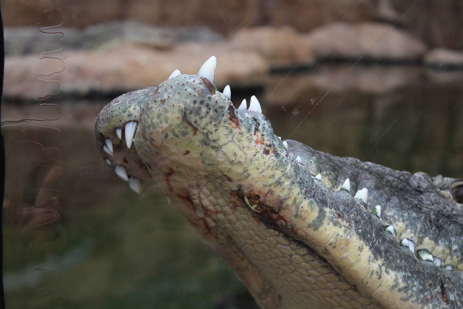 Nile crocodile, April 2014