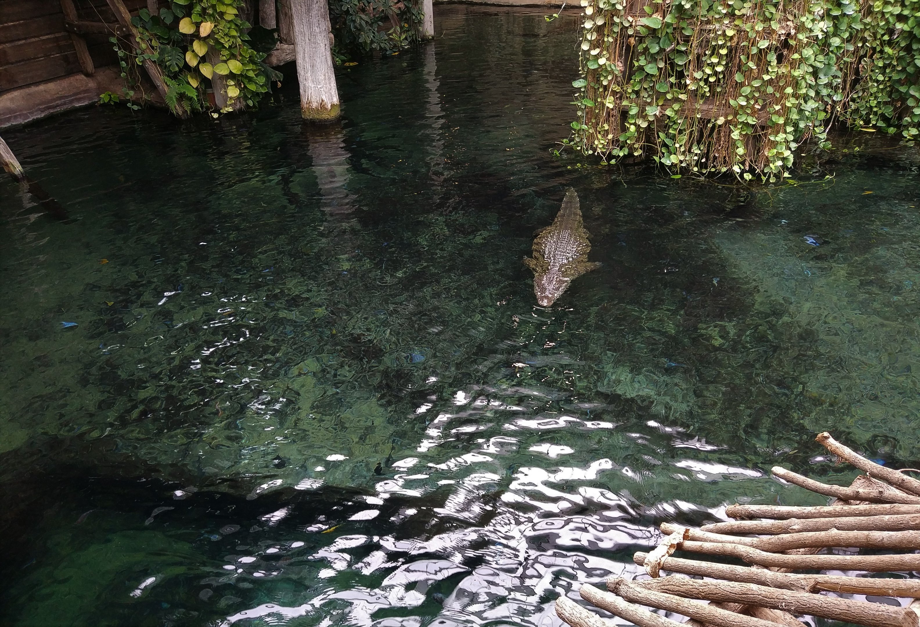 Nile Crocodile - Aquarium