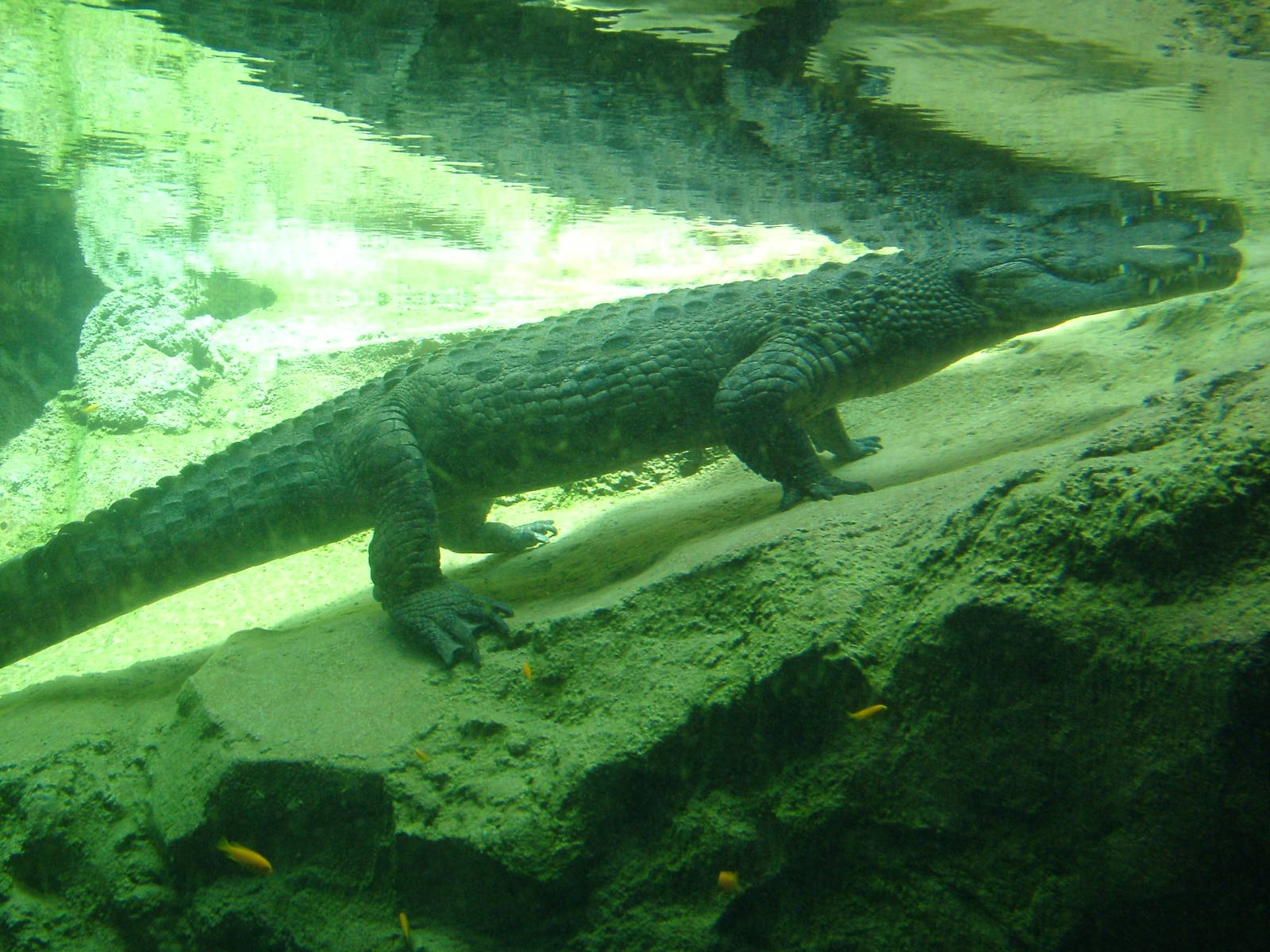 Nile Crocodile at Bioparc Valencia, 28/05/11