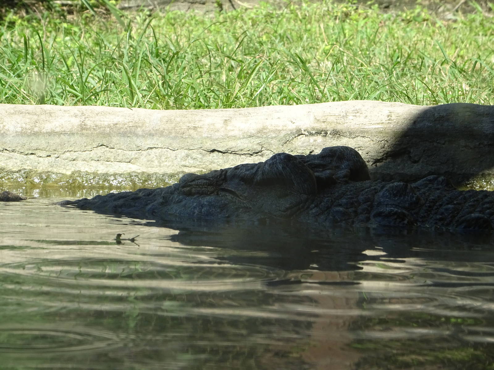 Nile Crocodile at Busch Gardens Tampa