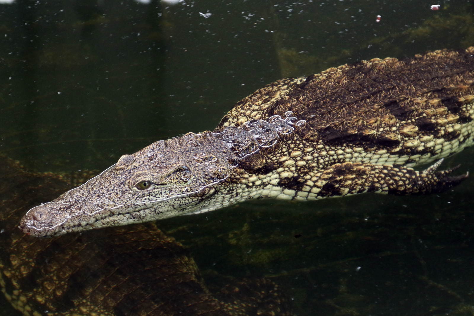 Nile Crocodile at Crocodiles of the World 14/07/2023