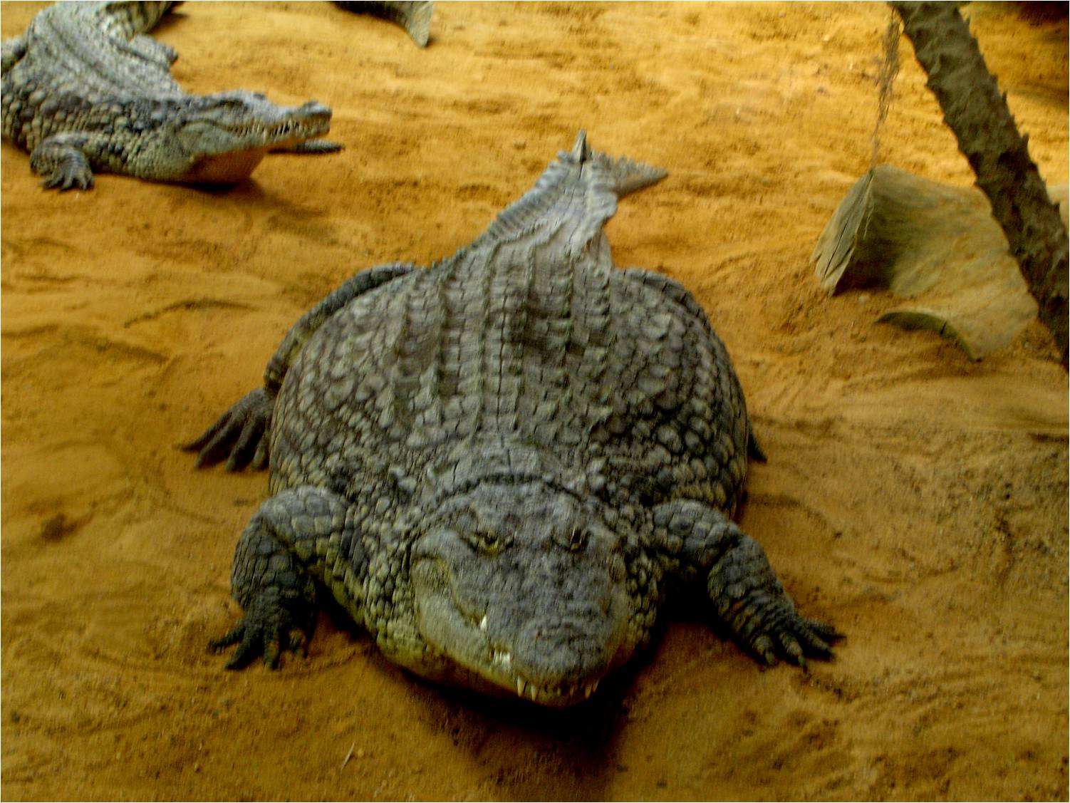 Nile Crocodile at Faunia, 21/07/12