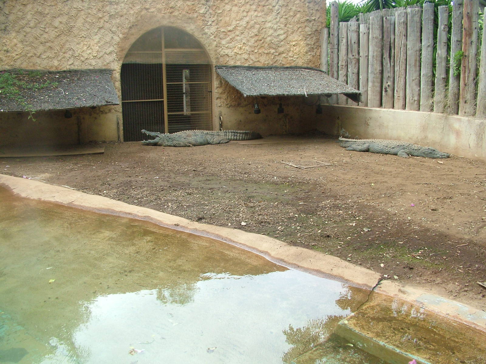 Nile Crocodile at Jungle Park (Las Aguilas), 13/11/10