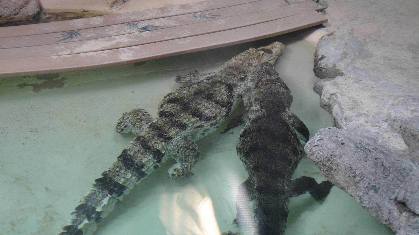 Nile crocodile at Philadelphia zoo 2015-03-08