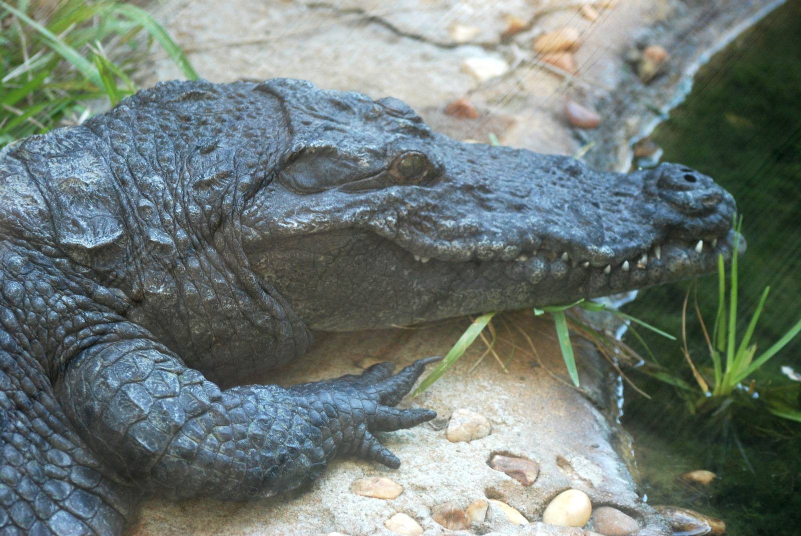 Nile Crocodile at St. Augustine, 11/10/13