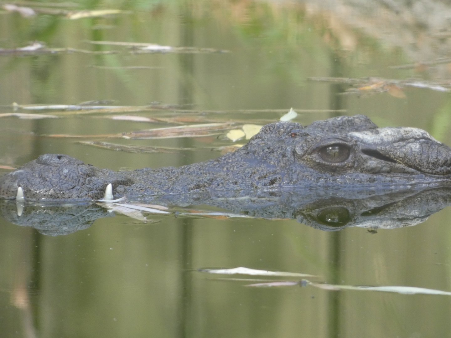 Nile Crocodile at the Greensboro Science Center