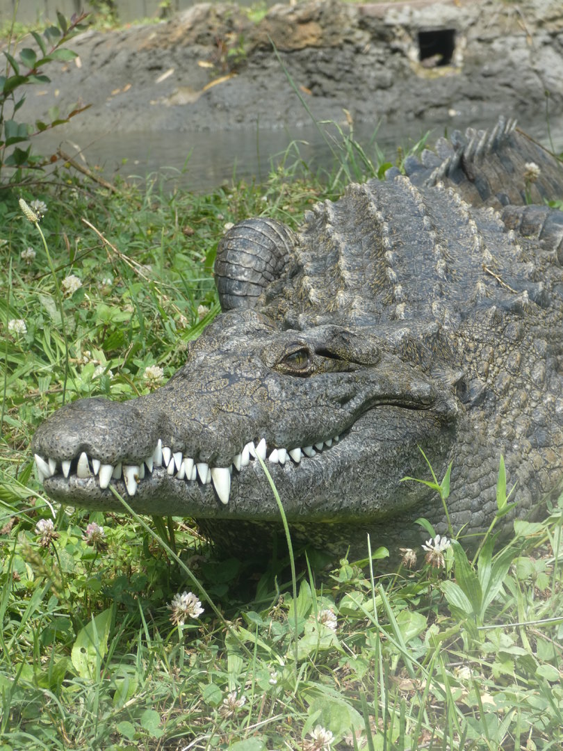 Nile Crocodile at the Greensboro Science Center