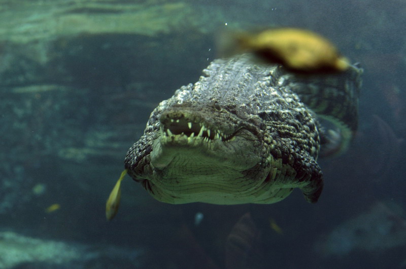 Nile crocodile at the Troparium Hagenbeck