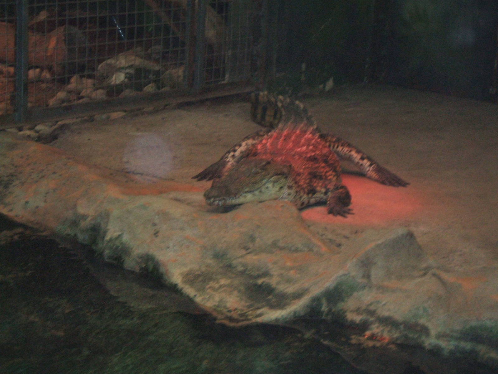 Nile Crocodile at West Midlands Safari Park