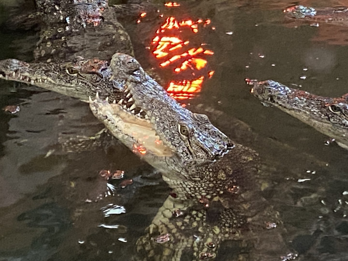 Nile crocodile close up 1