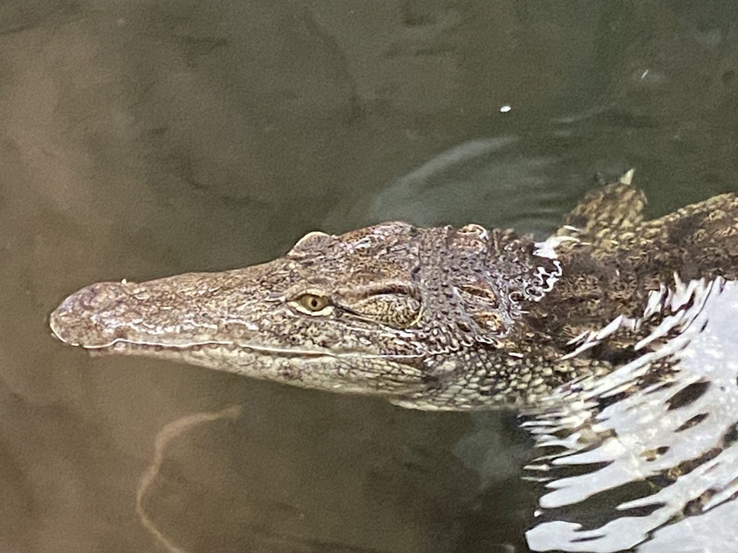 Nile crocodile close up 2