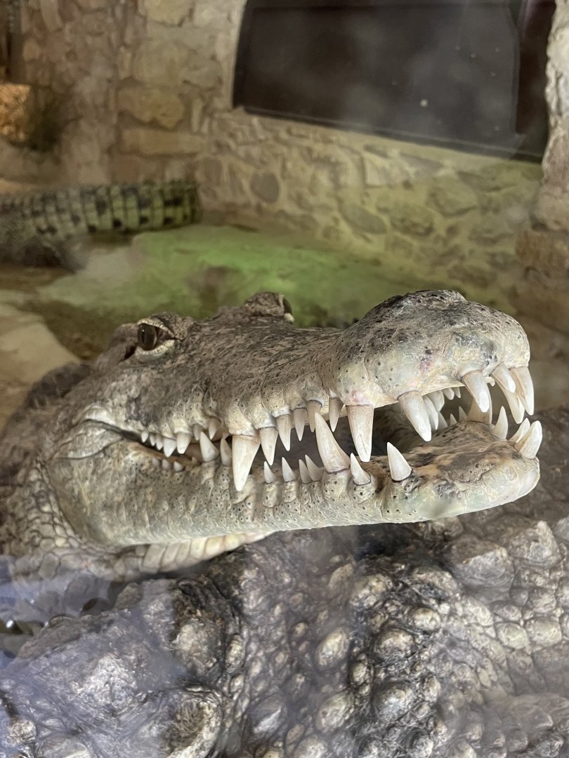Nile Crocodile Close-up