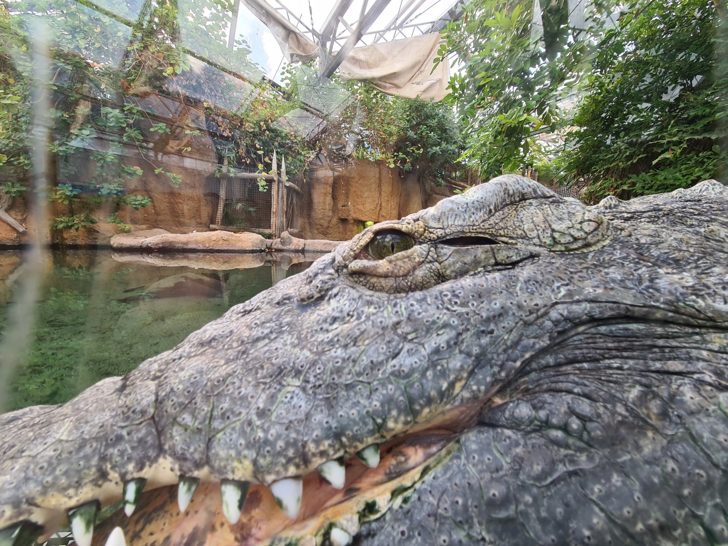 Nile crocodile close-up