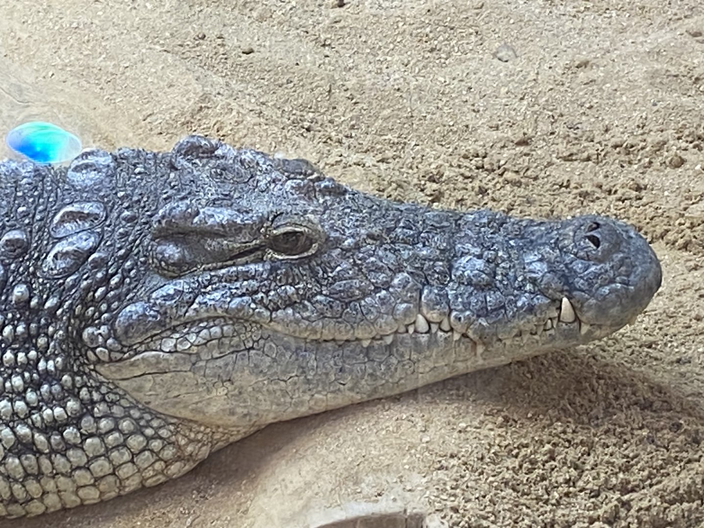 Nile crocodile close up