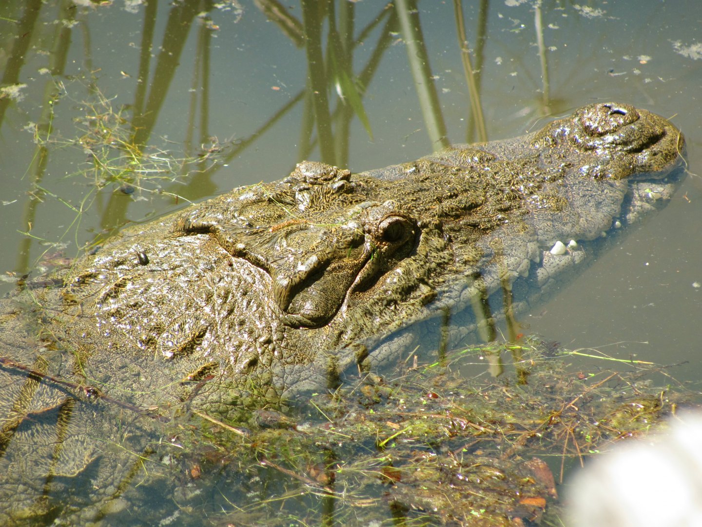 Nile Crocodile Closeup