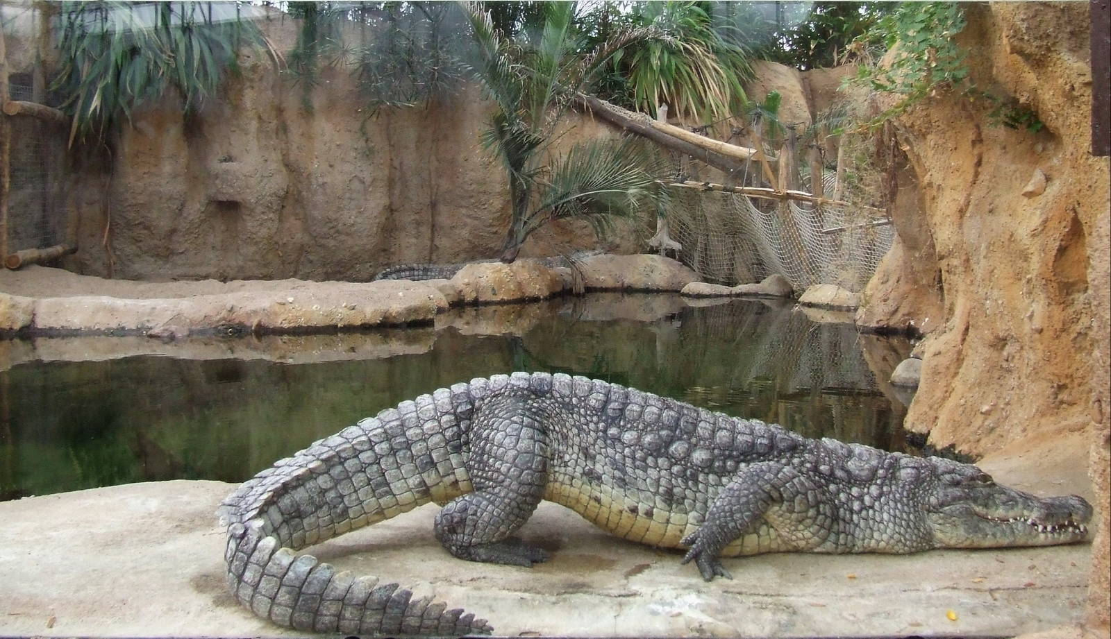 Nile Crocodile, Crocodile River