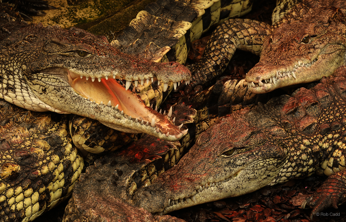 Nile crocodile : Crocodiles of the World : 04 Jul 2025