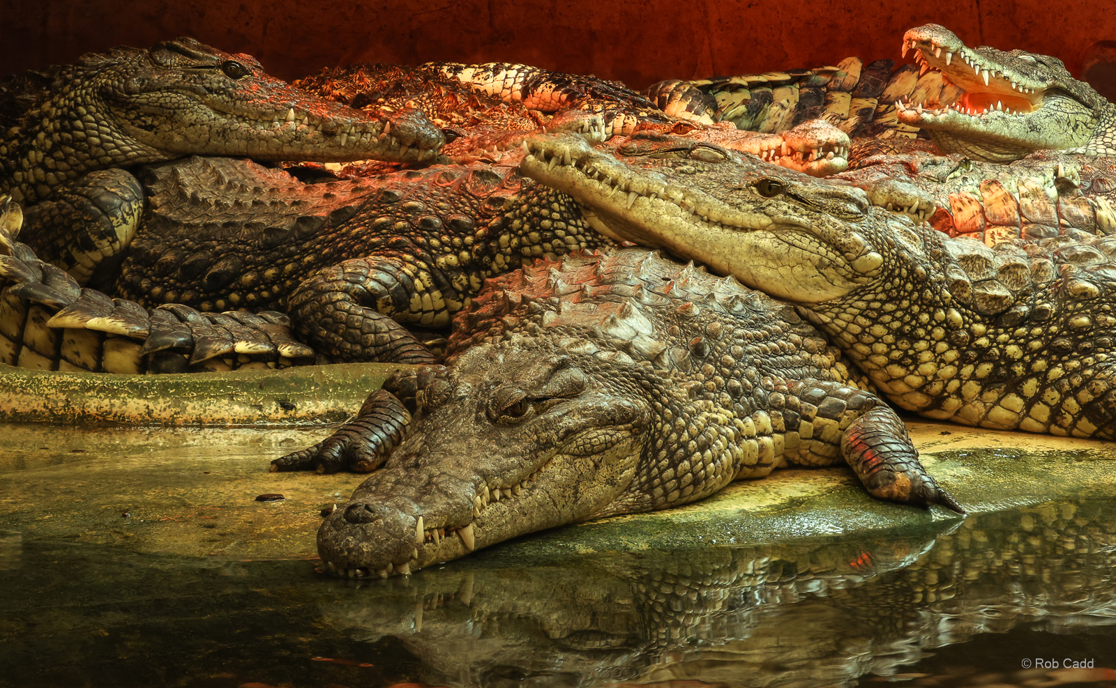 Nile crocodile : Crocodiles of the World : 07 Jun 2024