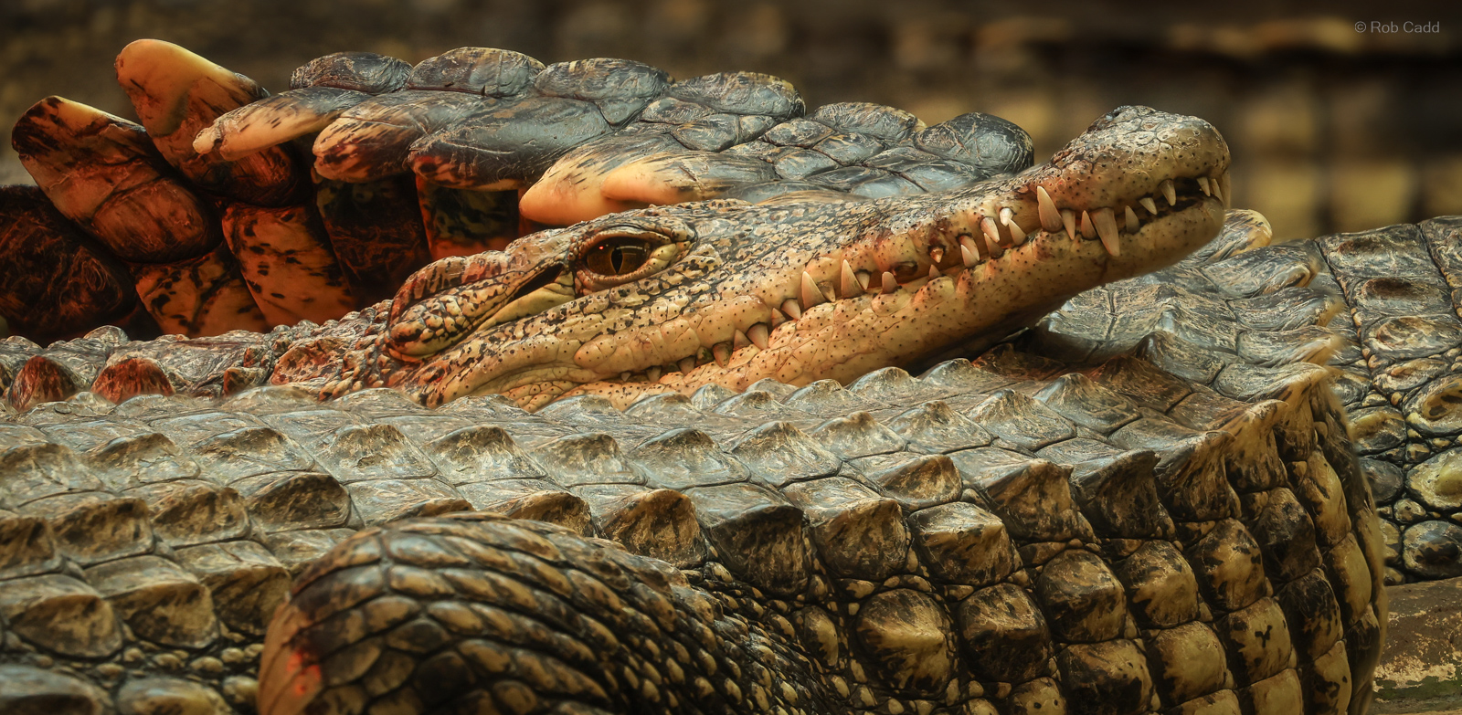 Nile crocodile : Crocodiles of the World : 07 Jun 2024