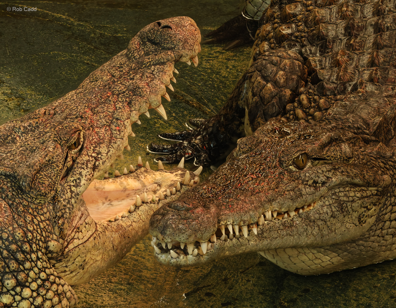 Nile crocodile : Crocodiles of the World : 07 Jun 2024