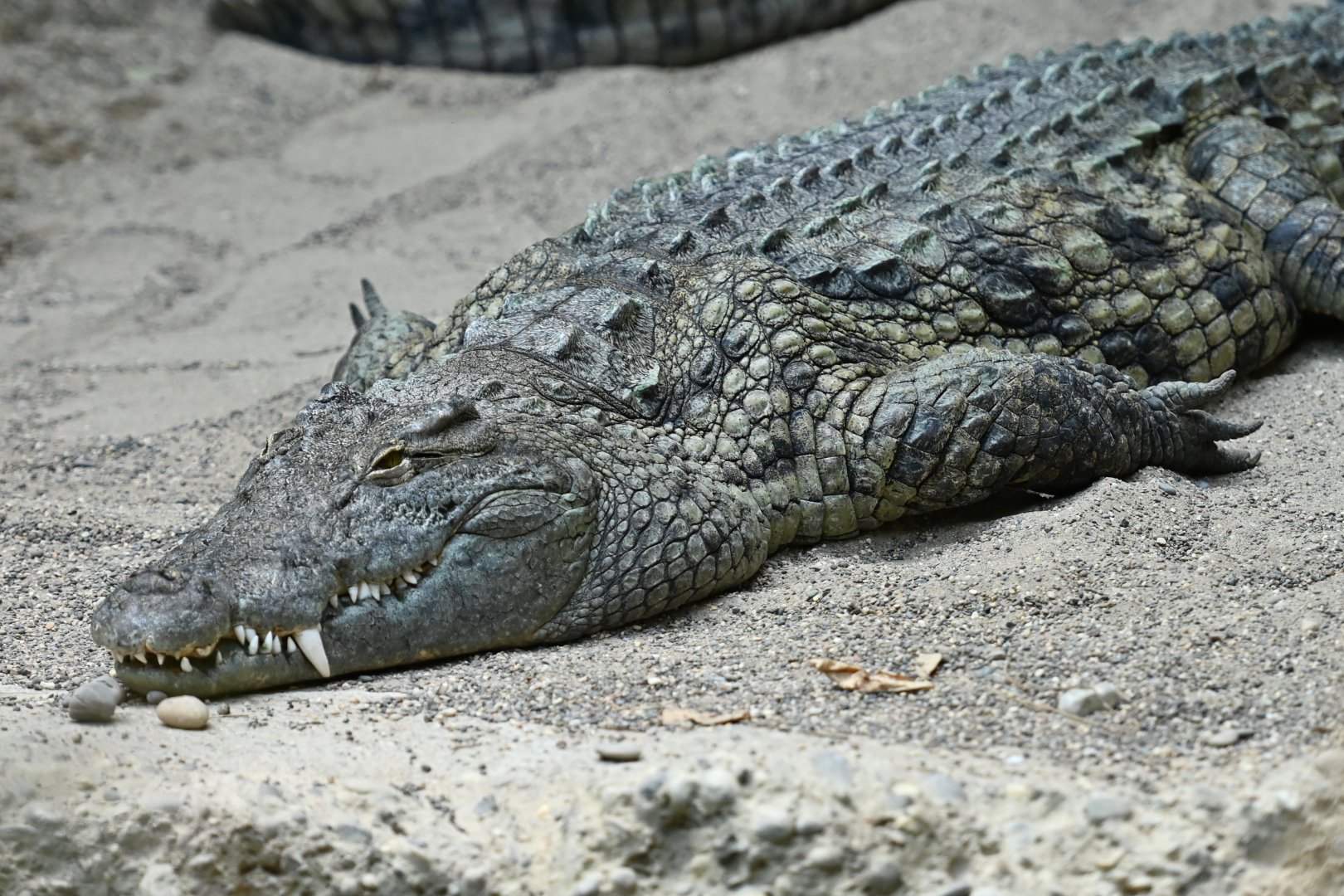Nile crocodile Crocodylis niloticus