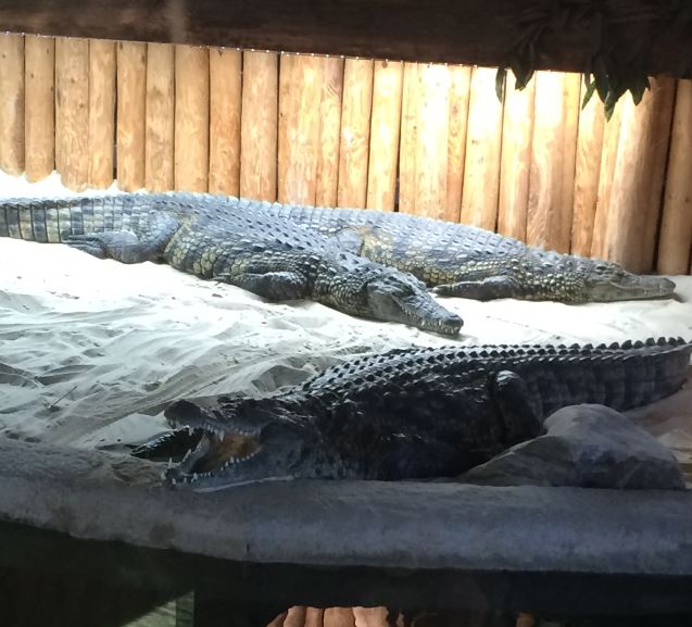 Nile Crocodile (Crocodylus niloticus) 17-11-2018