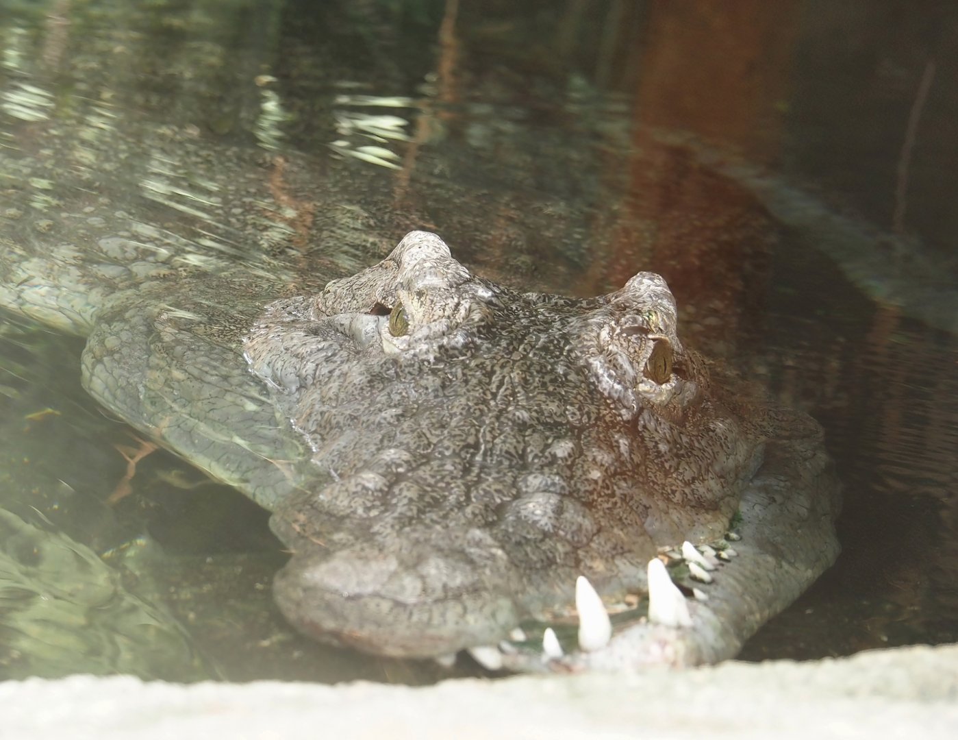 Nile crocodile (Crocodylus niloticus), 2024-06-30