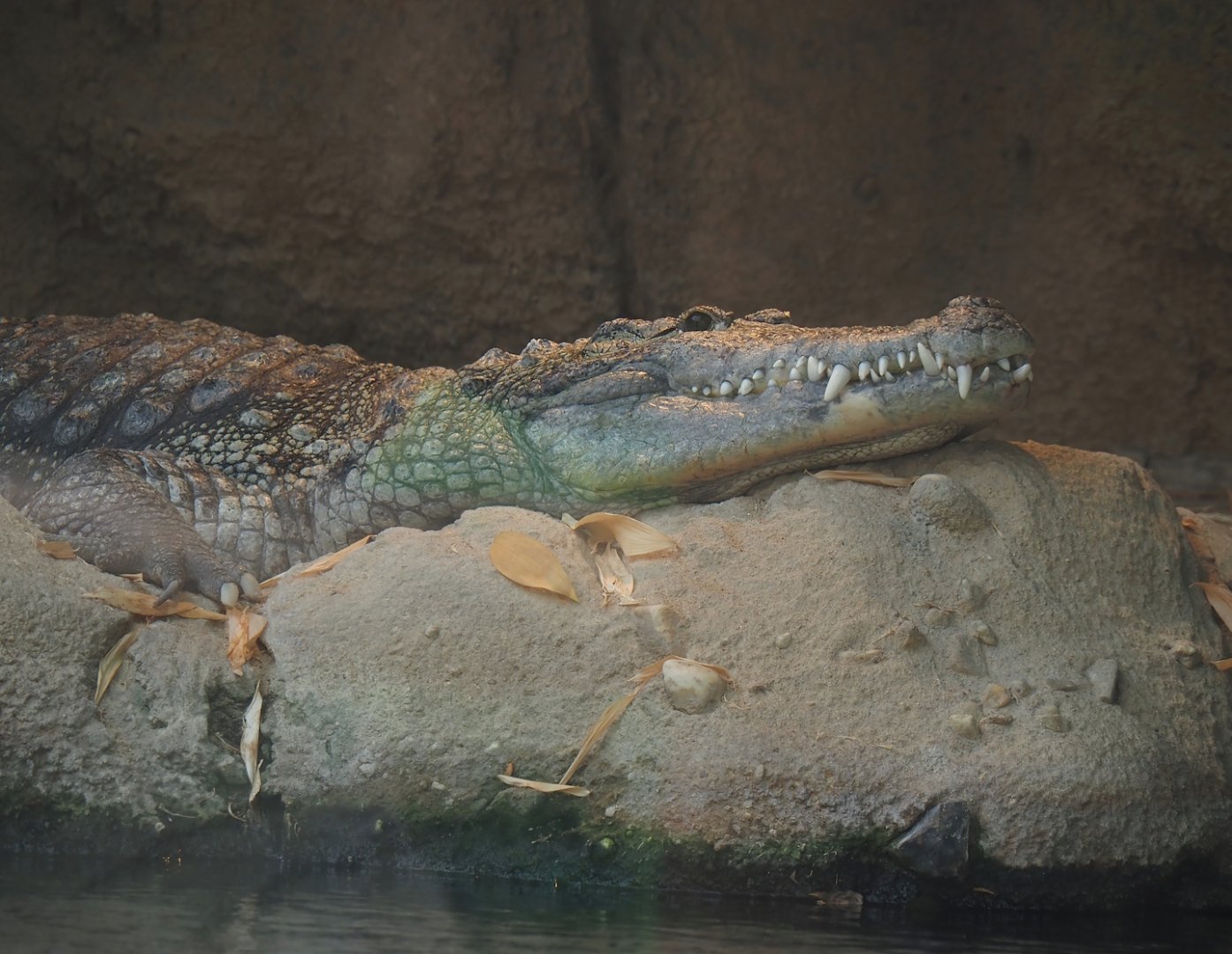 Nile crocodile (Crocodylus niloticus), 2024-06-30