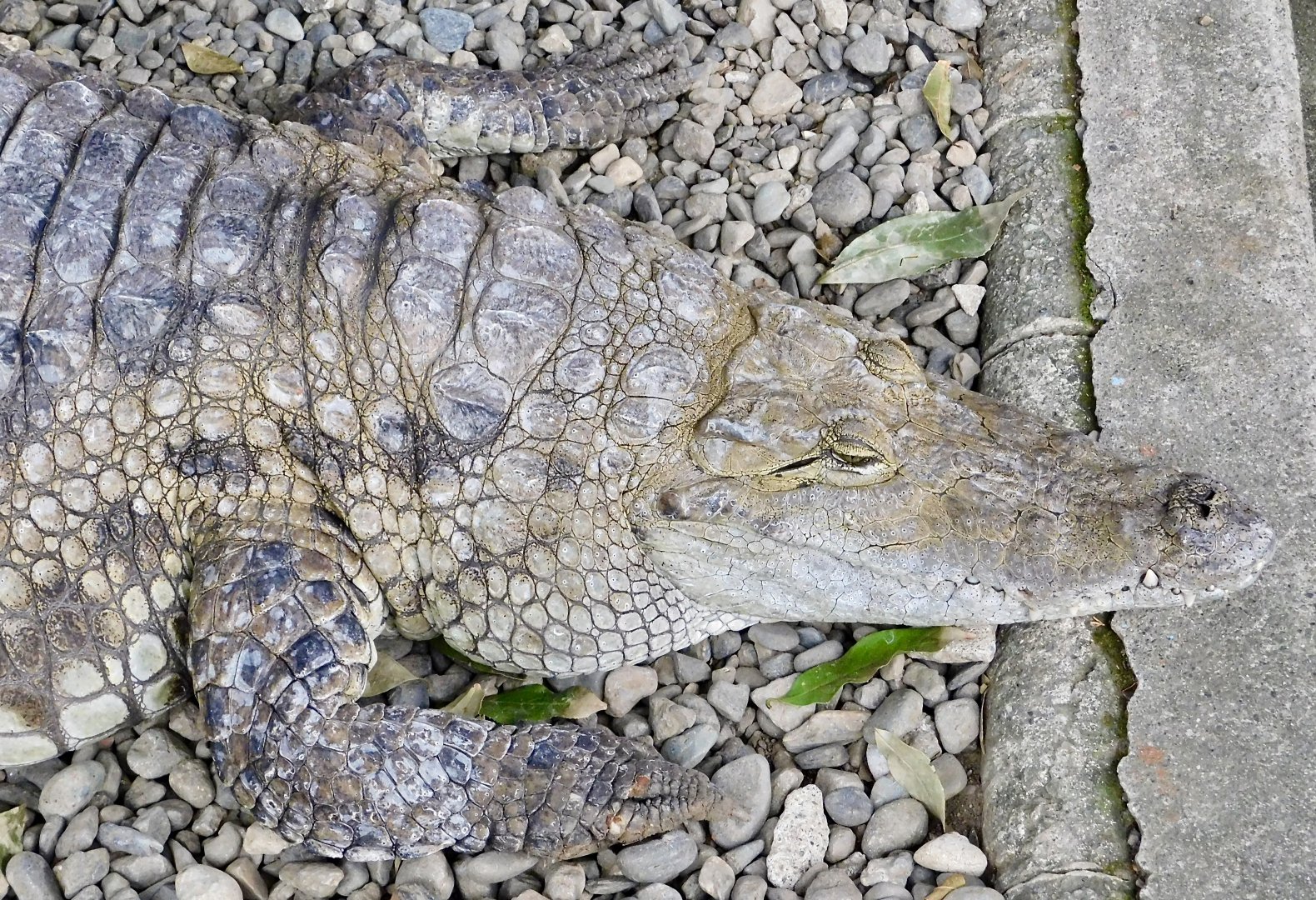 Nile Crocodile (Crocodylus niloticus) December 6, 2025