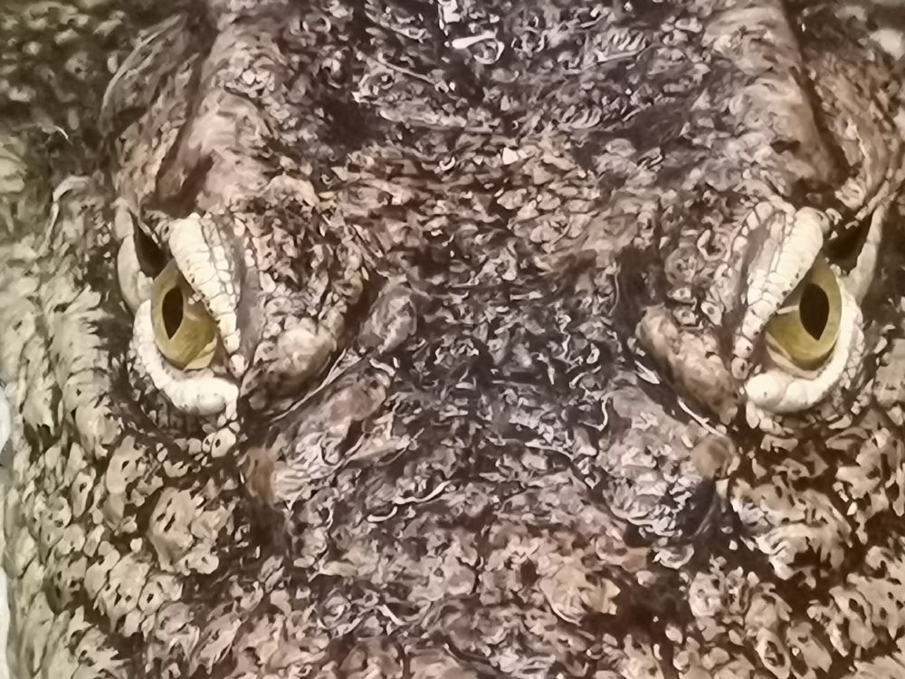 Nile Crocodile / Crocodylus niloticus / Faunia / Madrid / Mean Individual