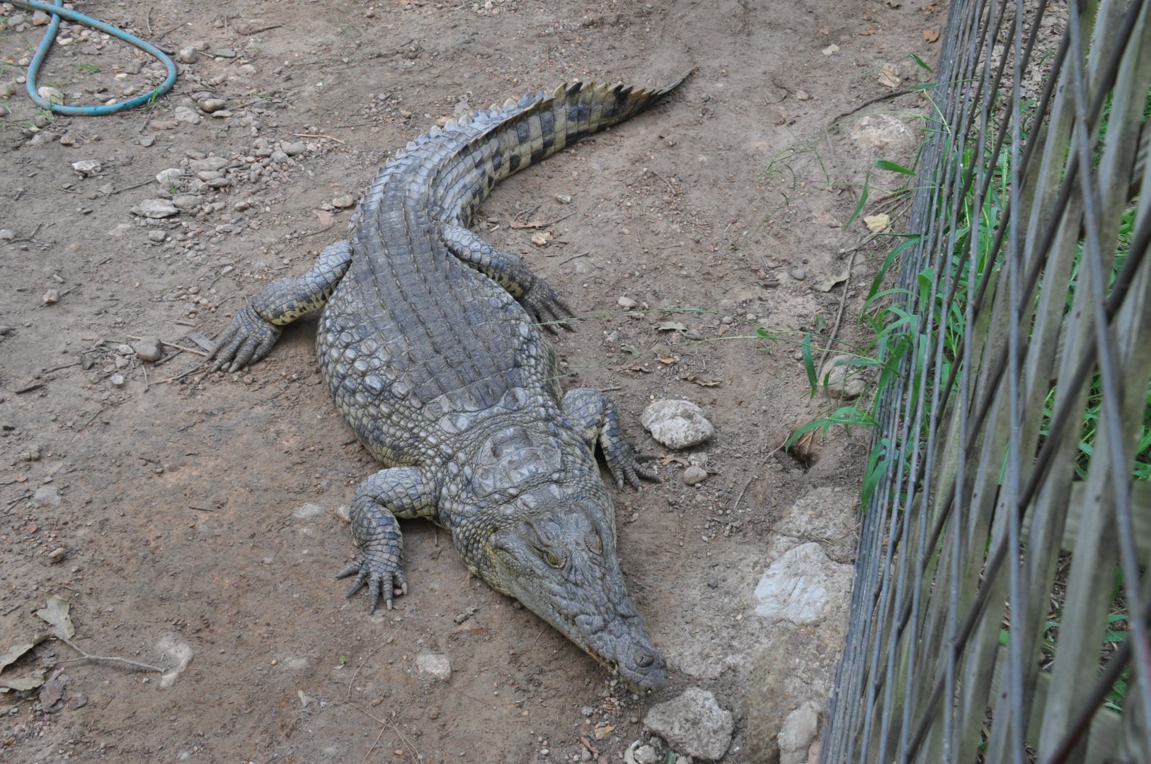 Nile crocodile/ Crocodylus niloticus madagascariensis