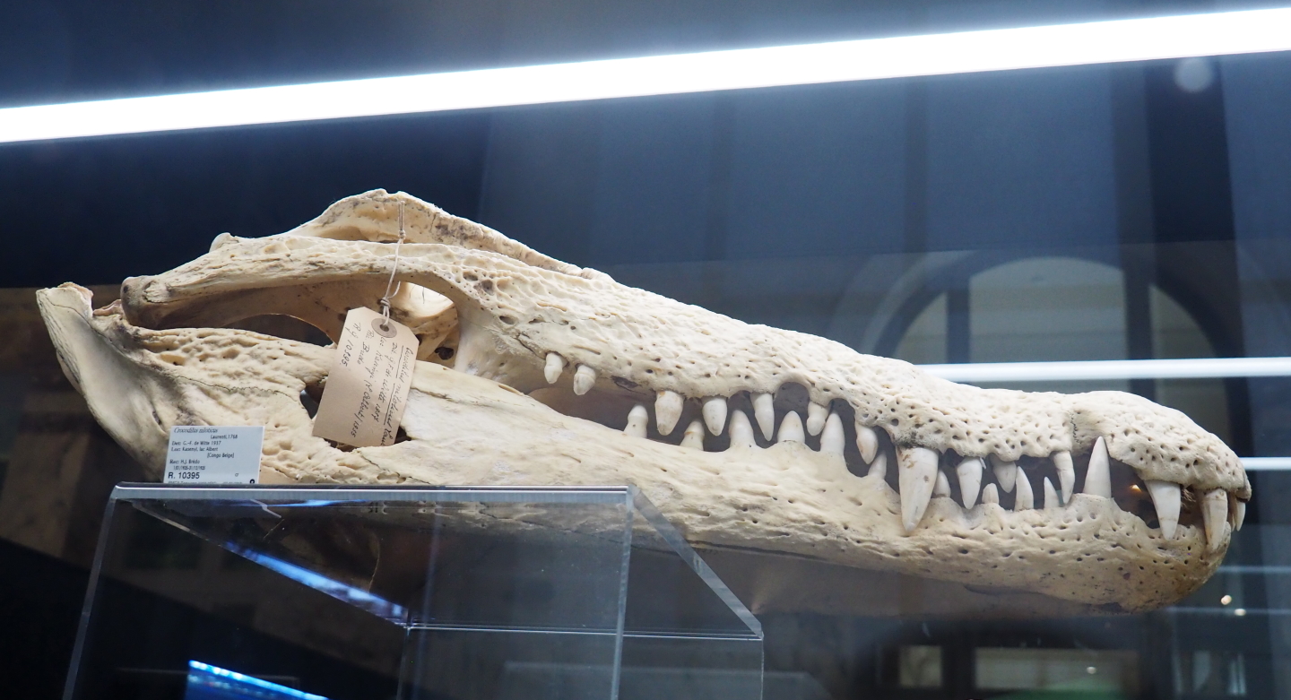 Nile crocodile (Crocodylus niloticus) skull, 2021-10-20