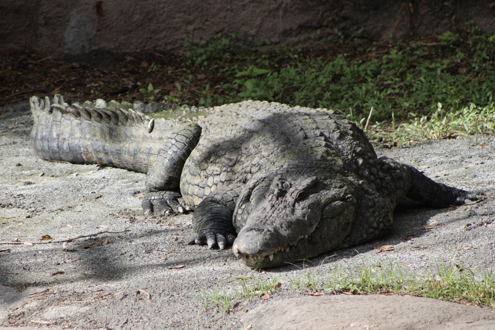 Nile Crocodile (Crocodylus niloticus ssp.)