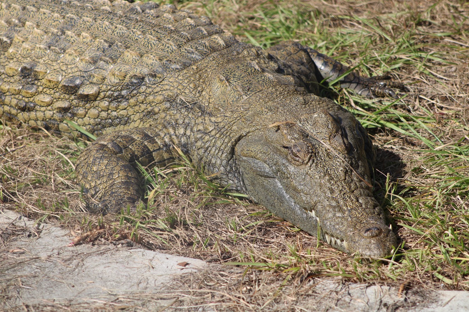 Nile Crocodile (Crocodylus niloticus ssp.)