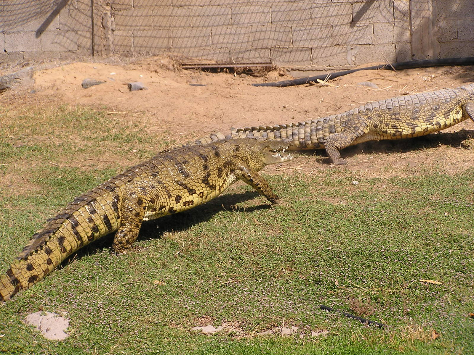 Nile crocodile/ Crocodylus niloticus