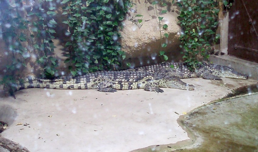 Nile Crocodile (Crocodylus niloticus)