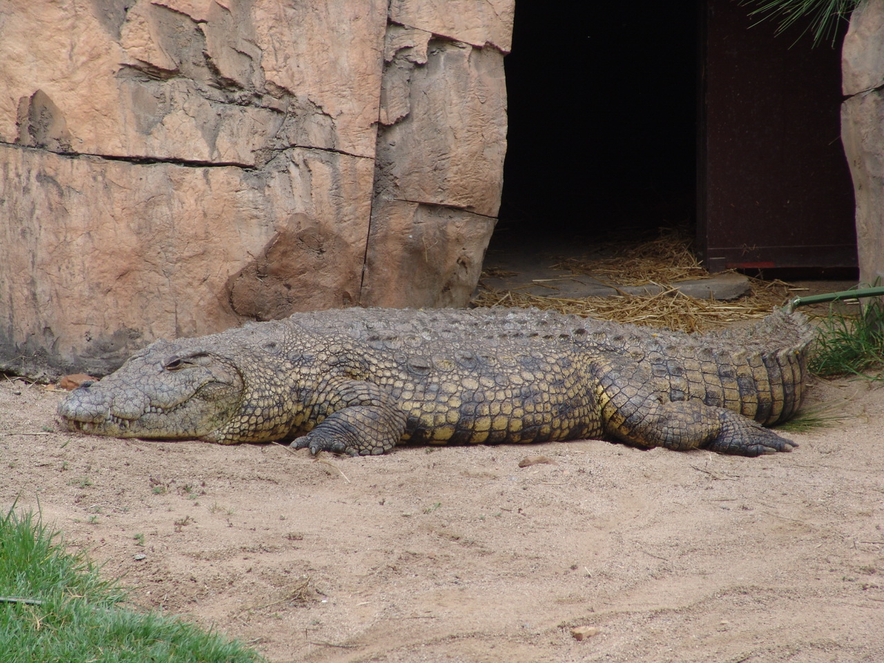 Nile Crocodile (Crocodylus niloticus)