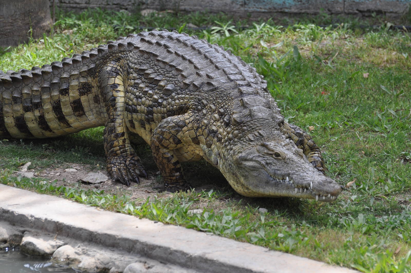 Nile crocodile/ Crocodylus niloticus