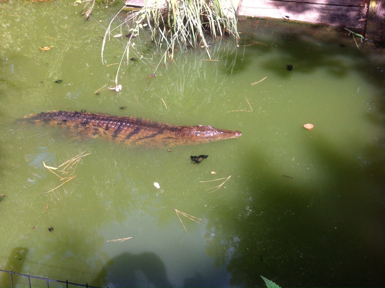 Nile crocodile (Crocodylus niloticus)