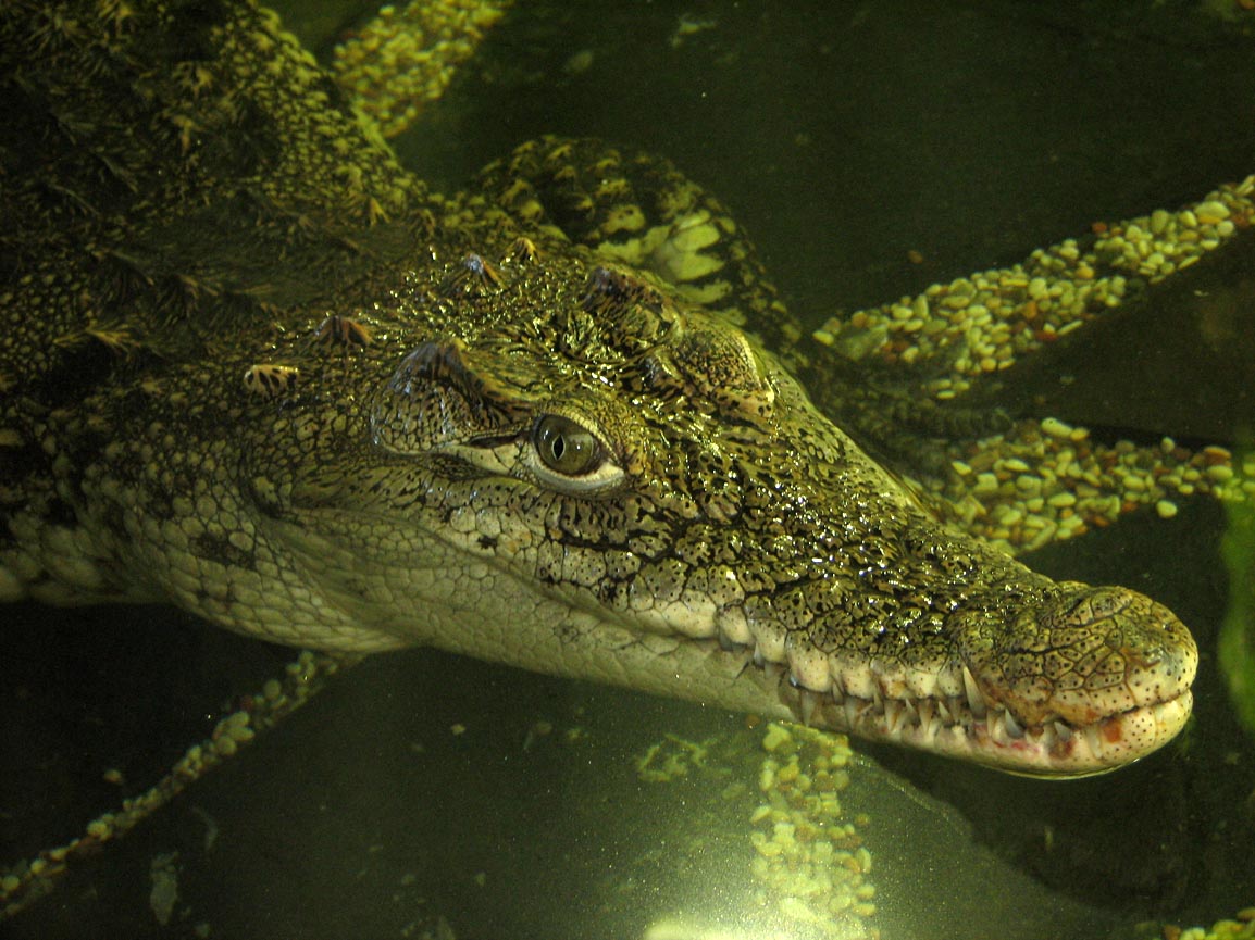 Nile crocodile (Crocodylus niloticus)