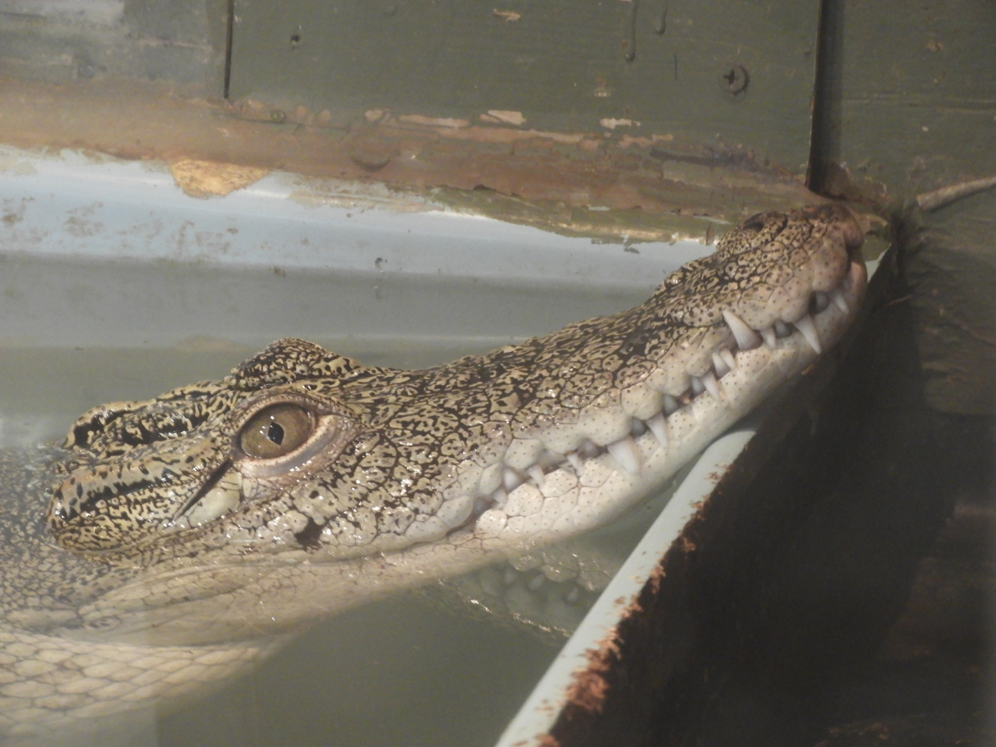 Nile Crocodile (Crocodylus niloticus)
