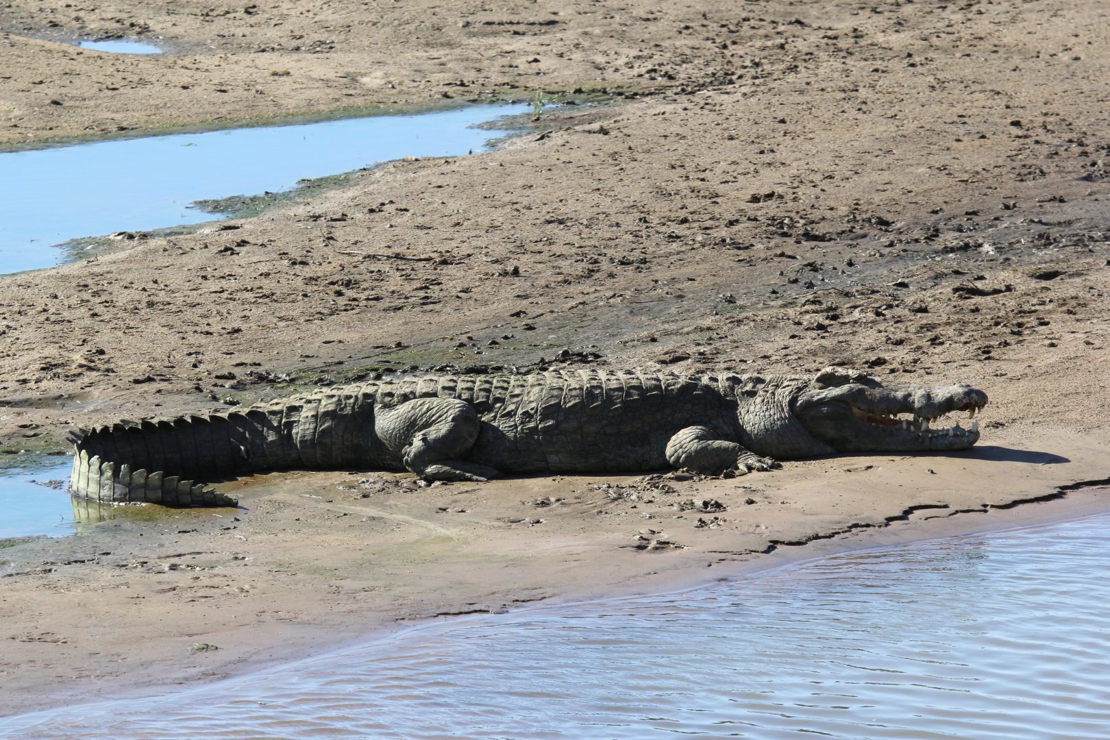Nile crocodile (Crocodylus niloticus)