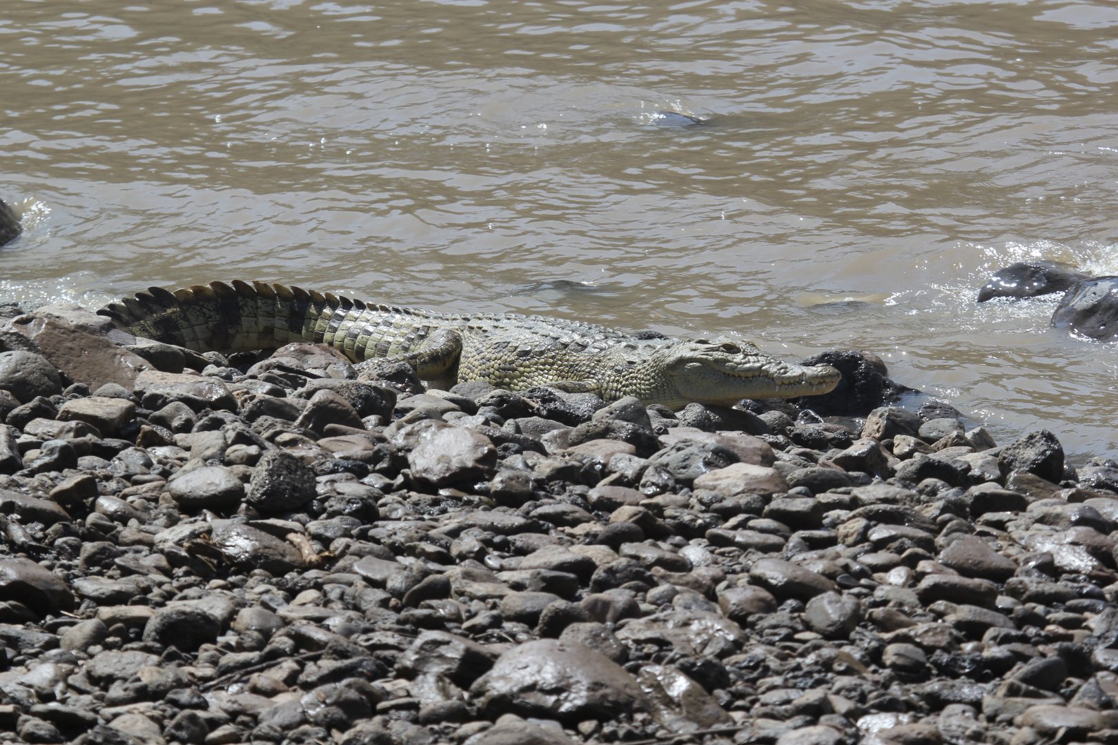 Nile Crocodile (Crocodylus niloticus)
