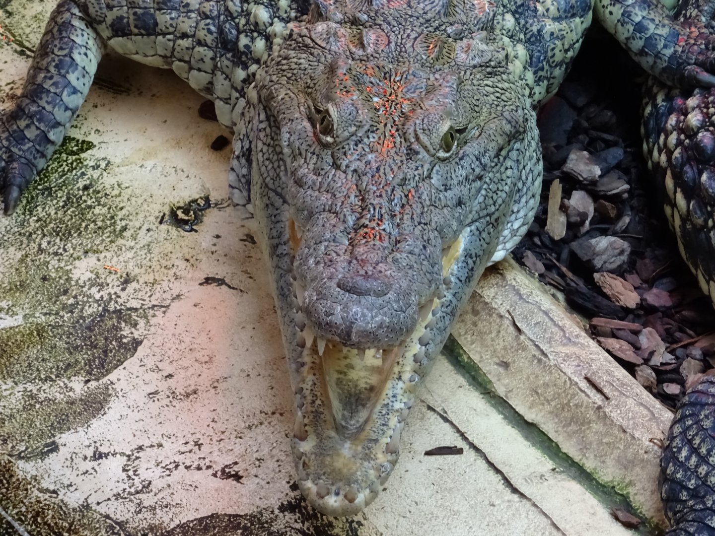 Nile Crocodile (Crocodylus niloticus)