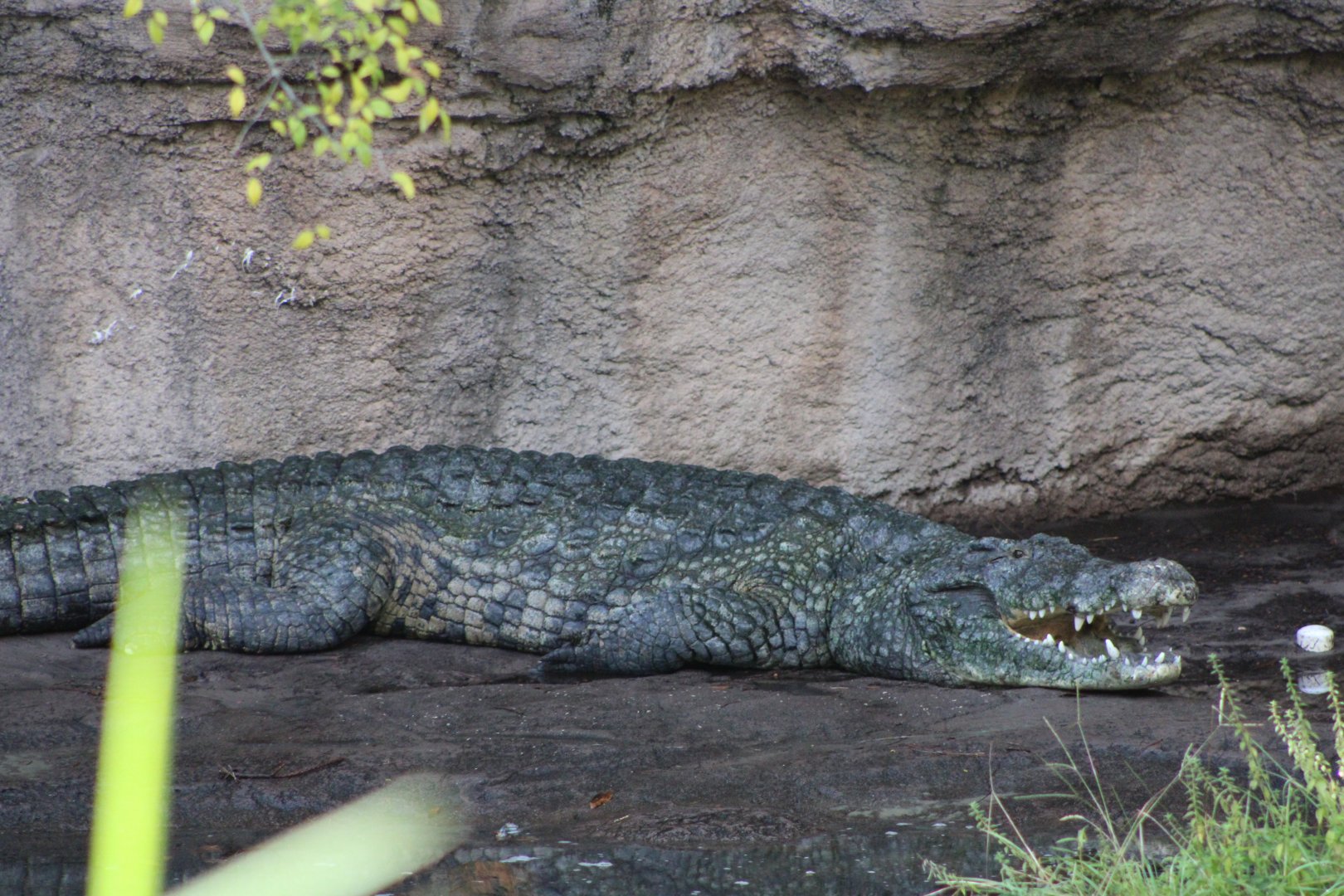 Nile Crocodile (Crocodylus niloticus)