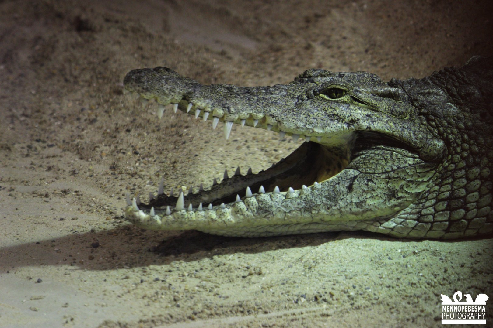 Nile crocodile (Crocodylus niloticus)