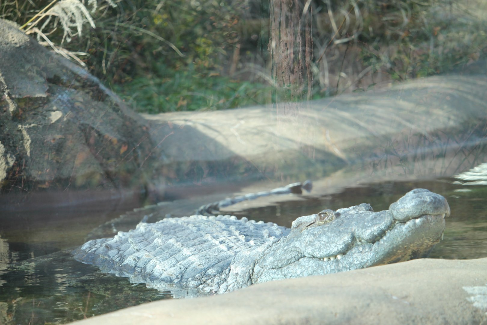 Nile Crocodile (Crocodylus niloticus)